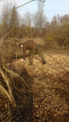 Obnova topolové aleje v Řečkovicích