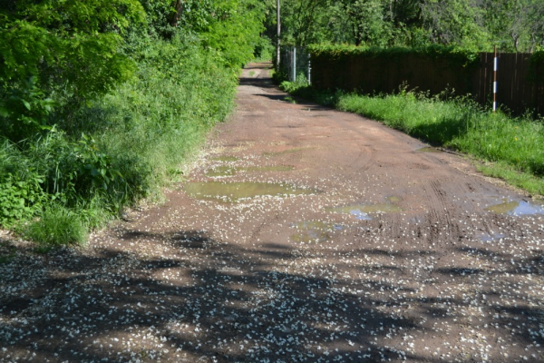 Oprava účelové komunikace NN 163.